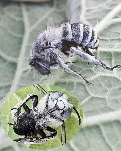 Amegilla albigena
